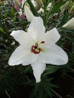 [5389 Signum VZ No01.JPG]